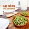Hạt Bí xanh Ấn Độ sống