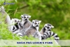 Đắm mình giữa thiên nhiên xanh mát khi khám phá Lemur's Park