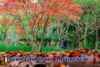 Vườn Ươm Halla Arboretum: Thiên Đường Của Những Loài Cây Tại Jeju