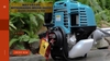 Hướng dẫn lắp đặt Máy cắt cỏ 4 thì Mitsukaisho 1000W MS35