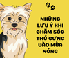 NHỮNG LƯU Ý KHI CHĂM SÓC THÚ CƯNG MÙA NÓNG !