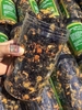RONG BIỂN SẤY CHÀ BÔNG ĂN LIỀN HỘP 150G