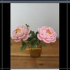 FLOWER BRANCHES SMALL PEONY