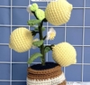 FLOWER POTS 6 LEMON FLOWER POT