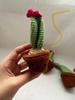 FLOWER POTS CACTUS 11