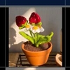 FLOWER POTS STRAWBERRY POT-Dark Brown