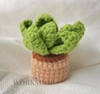 FLOWER POTS CACTUS 1