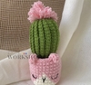 FLOWER POTS PINK CATUS