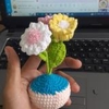 FLOWER POTS 3 MIXED COLOUR SMALL CHRYSANTHEMUM POT