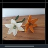 FLOWER BRANCHES LILY