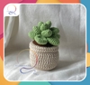 CACTUS FLOWER SUCCULENTS