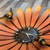 ĐỒNG HỒ SUN FLOWER - BEE