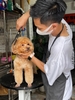 Cắt tỉa thú cưng