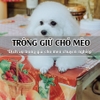 Trông giữ thú cưng