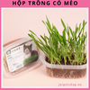 bo-kit-trong-co-meo-kem-dat-trong