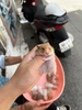 chuo-t-hamster-bear-xinh-xi-u-giao-hoa-toc-ha-noi