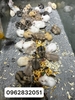 chuo-t-hamster-winter-white-chi-tu-60kkk-chi-giao-ha-no-i-ww-pet-joi