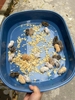 chuo-t-hamster-winter-white-chi-tu-60kkk-chi-giao-ha-no-i-ww-pet-joi