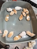 chuo-t-hamster-bear-xinh-xi-u-giao-hoa-toc-ha-noi