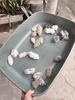 chuo-t-hamster-winter-white-chi-tu-60kkk-chi-giao-ha-no-i-ww-pet-joi