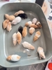 chuo-t-hamster-bear-xinh-xi-u-giao-hoa-toc-ha-noi
