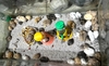 chuo-t-hamster-winter-white-chi-tu-60kkk-chi-giao-ha-no-i-ww-pet-joi