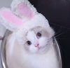 mu-doi-dau-tai-tho-sieu-cute-danh-cho-cho
