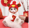 mu-than-tai-sieu-hot-hit-cho-cho-meo
