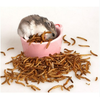 sau-chai-cho-hamster