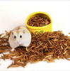 sau-tui-cho-hamster