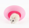 nha-ngu-trung-hamster