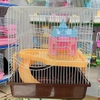 long-lau-dai-hamster-nho