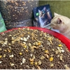 ha-t-gv-sieu-topping-da-nh-cho-me-o-mo-i-lu-a-tuo-i-1kg-2-5kg