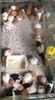 chuo-t-hamster-bear-xinh-xi-u-giao-hoa-toc-ha-noi