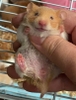 chuo-t-hamster-bear-xinh-xi-u-giao-hoa-toc-ha-noi