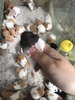 chuo-t-hamster-bear-xinh-xi-u-giao-hoa-toc-ha-noi