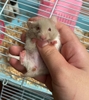 chuo-t-hamster-bear-xinh-xi-u-giao-hoa-toc-ha-noi