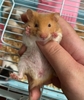 chuo-t-hamster-bear-xinh-xi-u-giao-hoa-toc-ha-noi