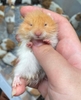 chuo-t-hamster-bear-xinh-xi-u-giao-hoa-toc-ha-noi