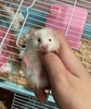 chuo-t-hamster-bear-xinh-xi-u-giao-hoa-toc-ha-noi