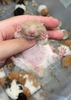 chuo-t-hamster-bear-xinh-xi-u-giao-hoa-toc-ha-noi