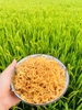 Hành ta phi loại 2