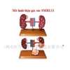 mo-hi-nh-giai-phau-tha-n-gia-su-c-smrl11