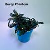 bucep-phantom-cay-thuy-sinh