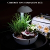 ho-trung-ban-can-chihiros-tiny-terrarium