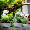 ho-trung-ban-can-chihiros-tiny-terrarium