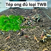 twb-du-loai-tep-kieng