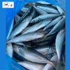 Frozen Round Scad