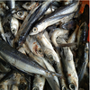 Frozen Flying fish Surimi
