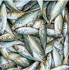 Frozen Mackerel Surimi